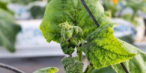 Kako liječiti krastavce od lisnih uši: narodni lijekovi, preparati, amonijak